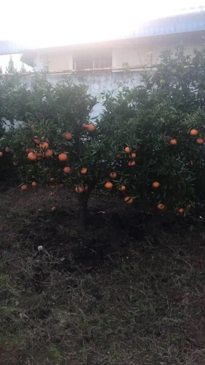 ویلا 1500 متری سه خوابه در نوشهر