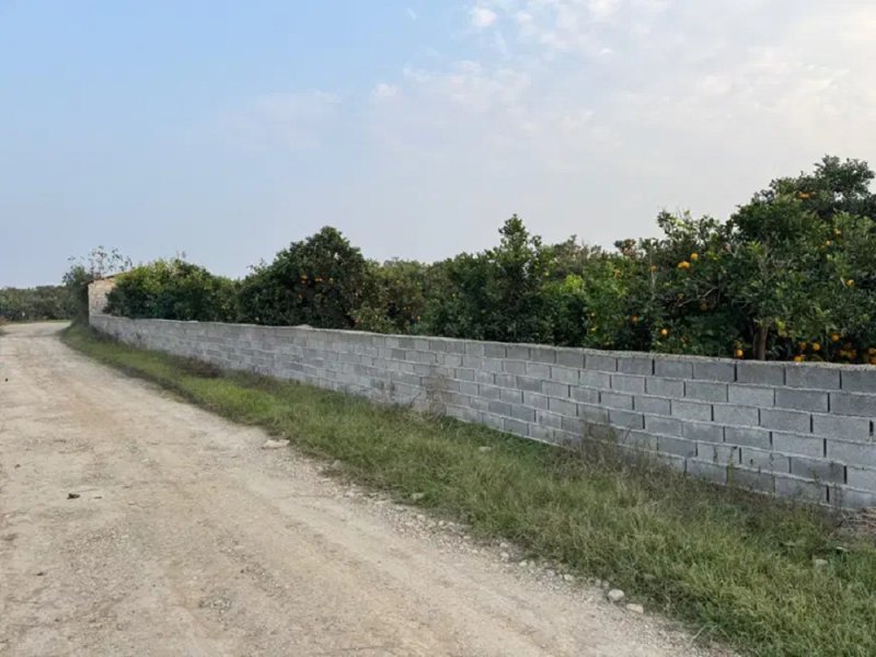 باغ 1950 متری در جاده نظامی قائم شهر14302235047