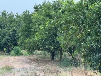 زمین 200 متری در جاده نظامی قائم شهر