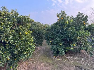 باغ 1950 متری در جاده نظامی قائم شهر