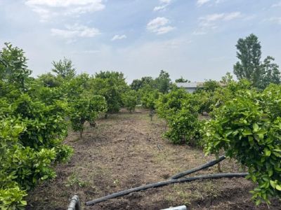 باغ 2000 متری در جاده نظامی قائم شهر