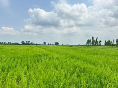 زمین 750 متری در جاده قراخیل قائم شهر