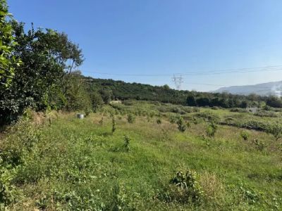 زمین 2200 متری در قائمشهر قائم شهر