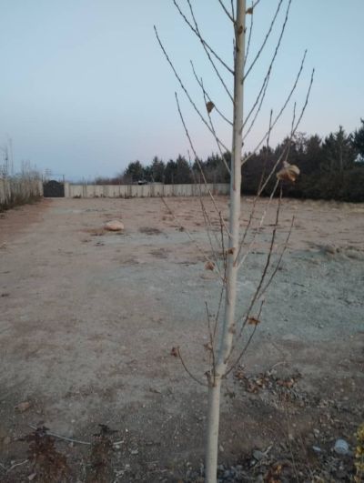 زمین 2500 متری در کوهسار کرج