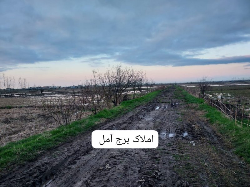 زمین 1250 متری در سرخکلا آمل14528337890