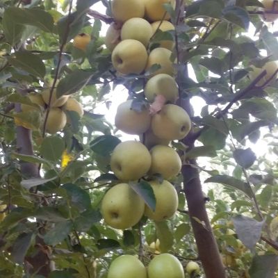 زمین 900 متری در گلبهار مشهد