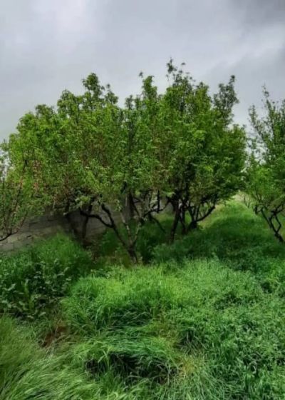 باغ 500 متری در سهیلیه کرج