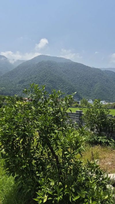 زمین 250 متری در روستای دزدک نوشهر