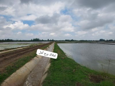 زمین 4000 متری در زیارودشت آمل