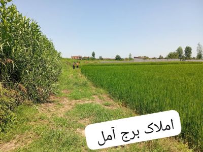 زمین 8000 متری در آمل