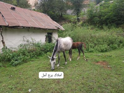 کلنگی 1000 متری در چلاو آمل