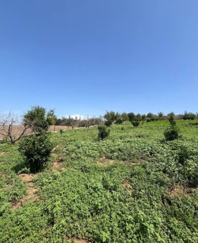 باغ 4000 متری در گلستان نکا