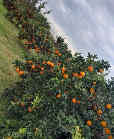 باغ 4000 متری در گلستان نکا