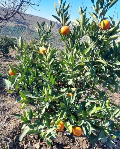 باغ 4000 متری در گلستان نکا